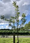 RHADE: Geblüht aber fruchtlos! Das darf so nicht bleiben. Foto 5. Juli 2020