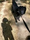 Halt! Ausweiskontrolle! Hundehalter könnten künftig nur mit Führerschein Gassi gehen