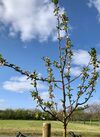 Für jede Blüte ein Rhader Zukunftsprojekt? Dann könnten wir beruhigt nach vorn blicken. Foto am 13. April