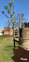 RHADE blüht im Dorstener Bürgerpark Stadtkrone - Maria Lindenhof. Foto vom 12.04.2020