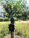 RHADE im Bürgerpark Stadtkrone. Juli 2021: Viele Blätter - keine Früchte.
