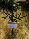 Der Rhader Symbolbaum. Wunschzettel mit Anregungen, Kritik und Verbesserungsvorschlägen können angeheftet werden.